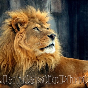 Lion Regal Pose fotografia maschio re africano delle bestie. Download istantaneo foto felino reale Leo grande gatto criniera dorata fotografia arte della fauna selvatica