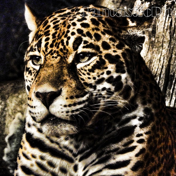 Cat photograph Jaguar instant download photo black spotted golden dark jungle feline wildlife photography art animal portrait nature image