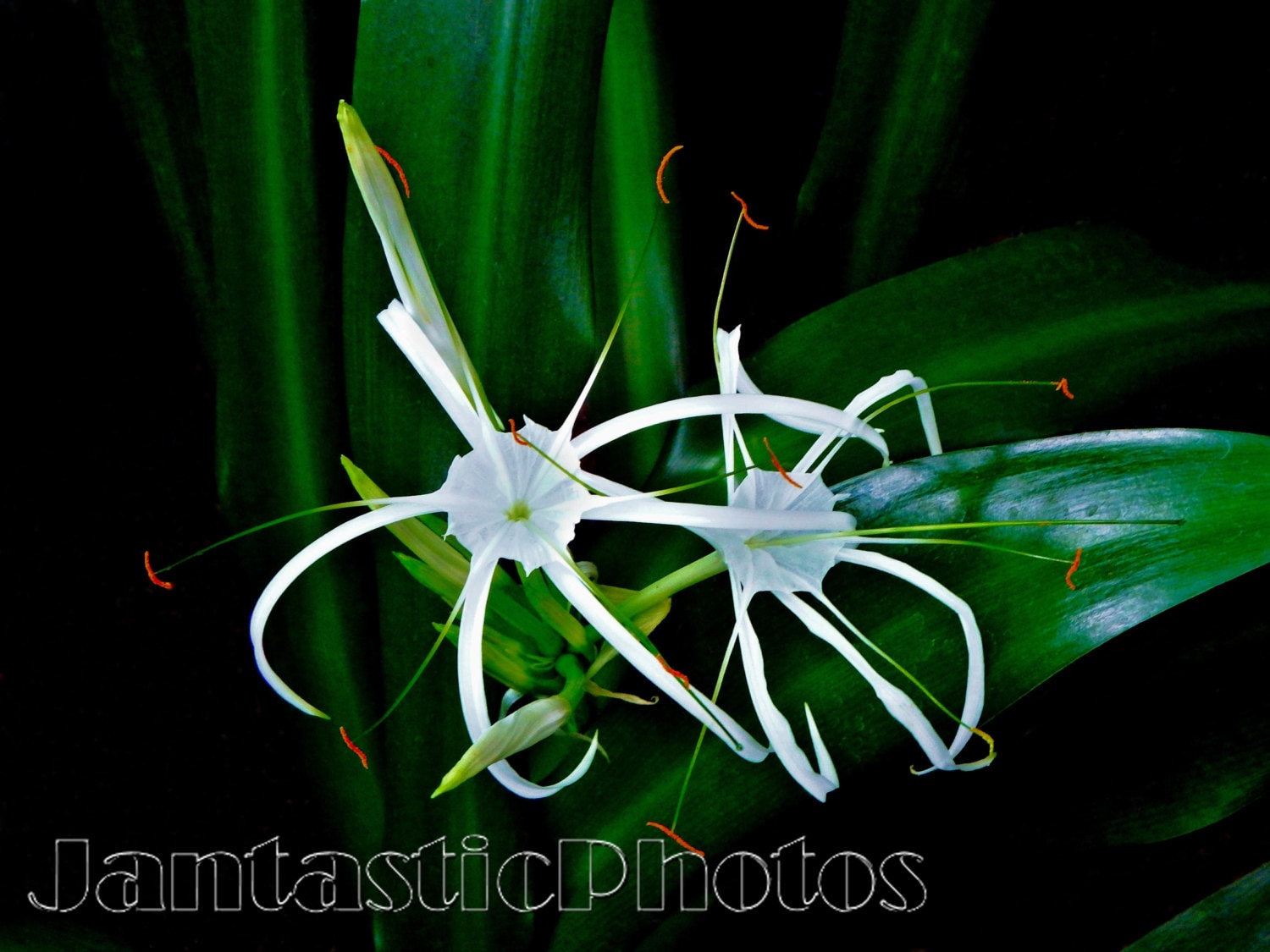 Frozen spider lily art. Frozen spider lily art