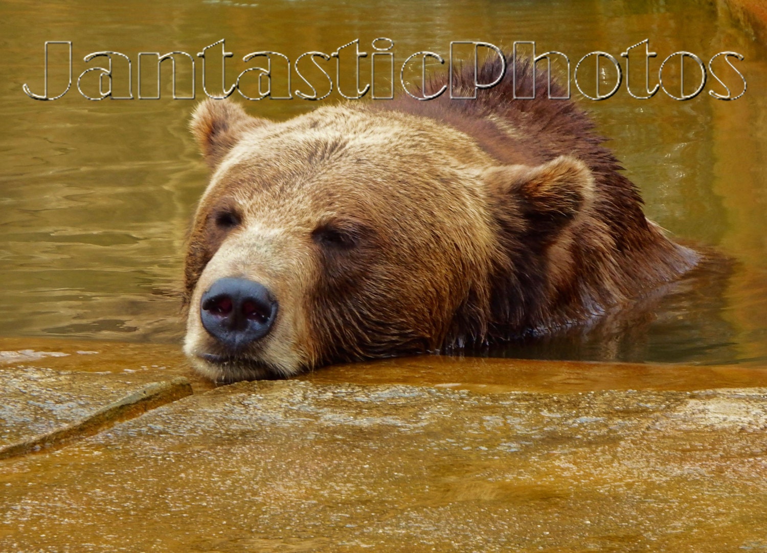 Bear Bearly Awake Photograph Dozing off Sleepy Calm Water - Etsy