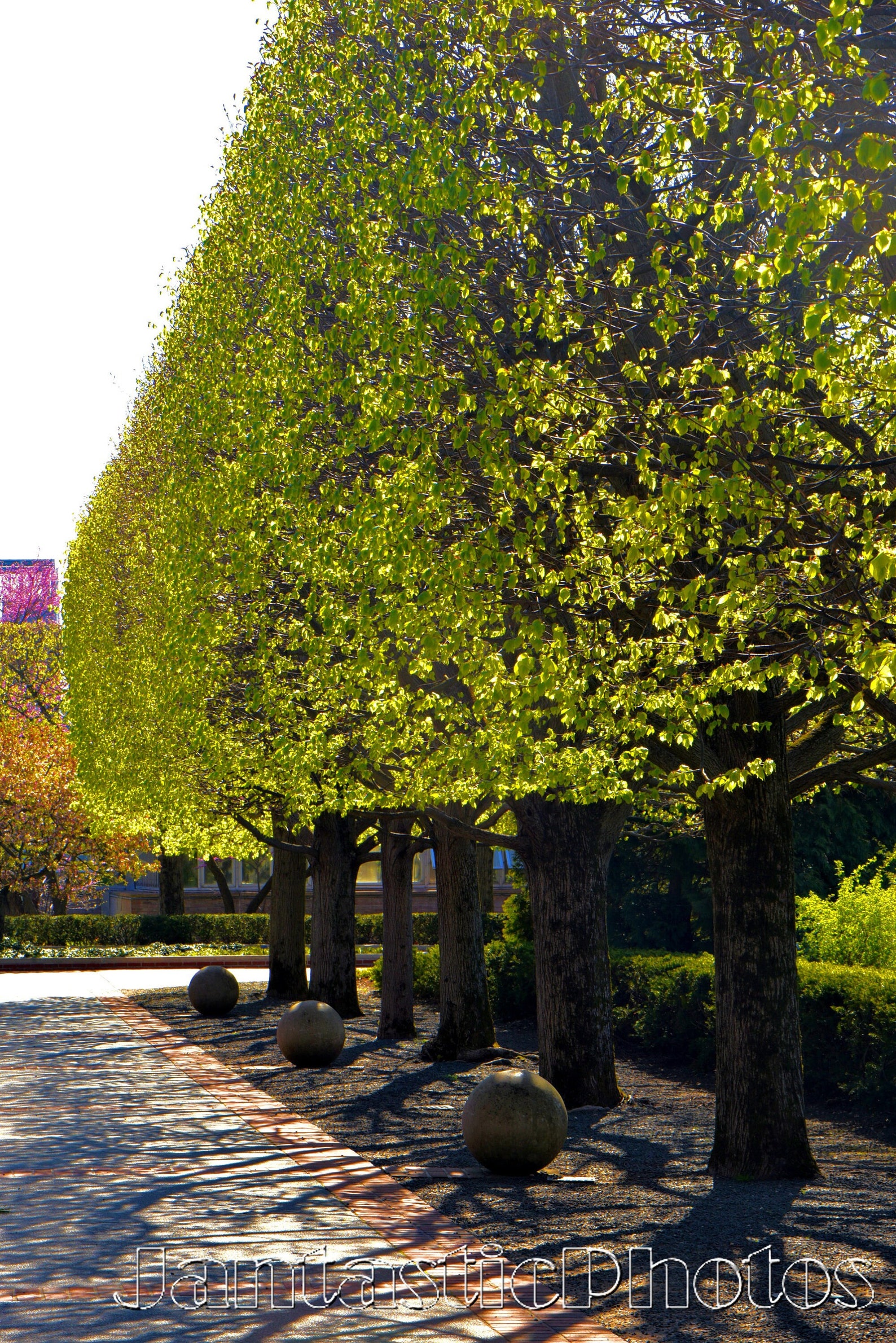 Tree Line Photograph Chicago Linden Courtyard Shadows Art Instant ...