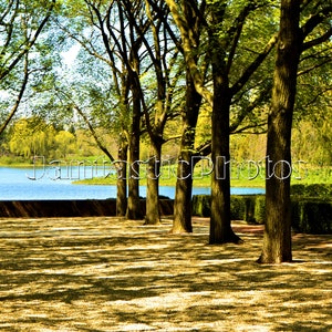 Fotografia di ombre degli alberi Arte delle ombre del cortile di Chicago Download istantaneo foto primavera foglie verdi cartolina d'auguri fotografia primavera