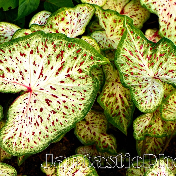 Caladium Leaves photograph colorful white green red speckled foliage Instant download photo elephant ear photography outdoor floral art