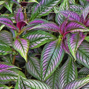 Fotografía de hojas de escudo persa, púrpura, verde, iridiscente, coloridas, plantas, descarga instantánea, foto, naturaleza, venas de hojas, macrofotografía, arte