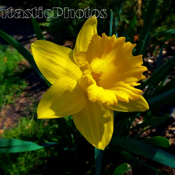 Daffodil Dappled Sunlight photograph spring yellow flower Instant download photo springtime blossom bloom macro photography colorful art