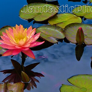 Lily Pads fotografia nenúfares flor aquática flor Download instantâneo foto florescer natureza lagoa flores silvestres nuvens reflexão fotografia