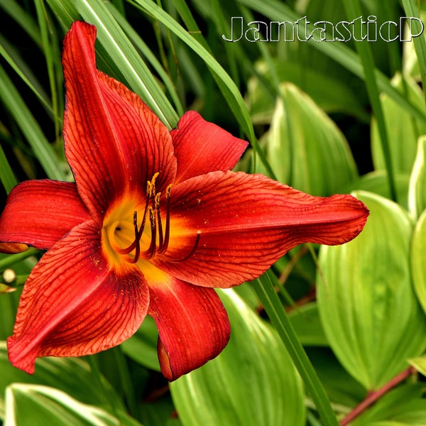 Summer Garden photograph scarlet red daylily flower summer hosta leaves Instant download photo nature blossom digital art photography