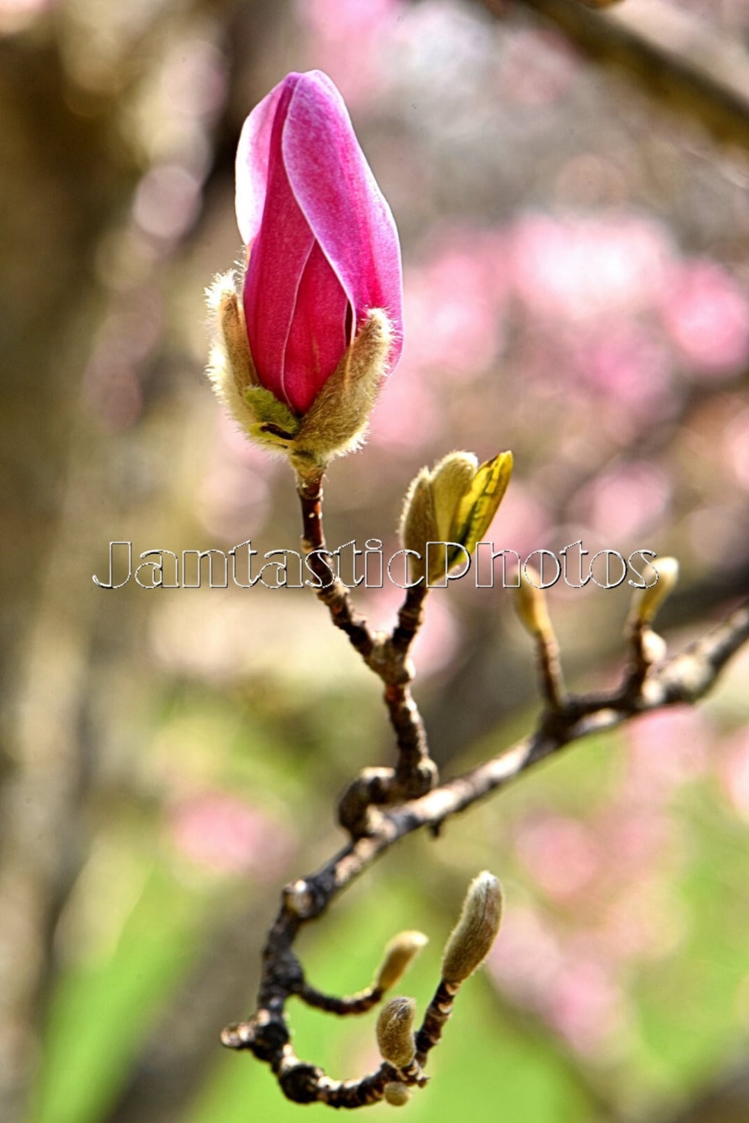Magnolia Blossom For Beauty And Buddha For Zen Breathing Stock Photo -  Download Image Now - iStock