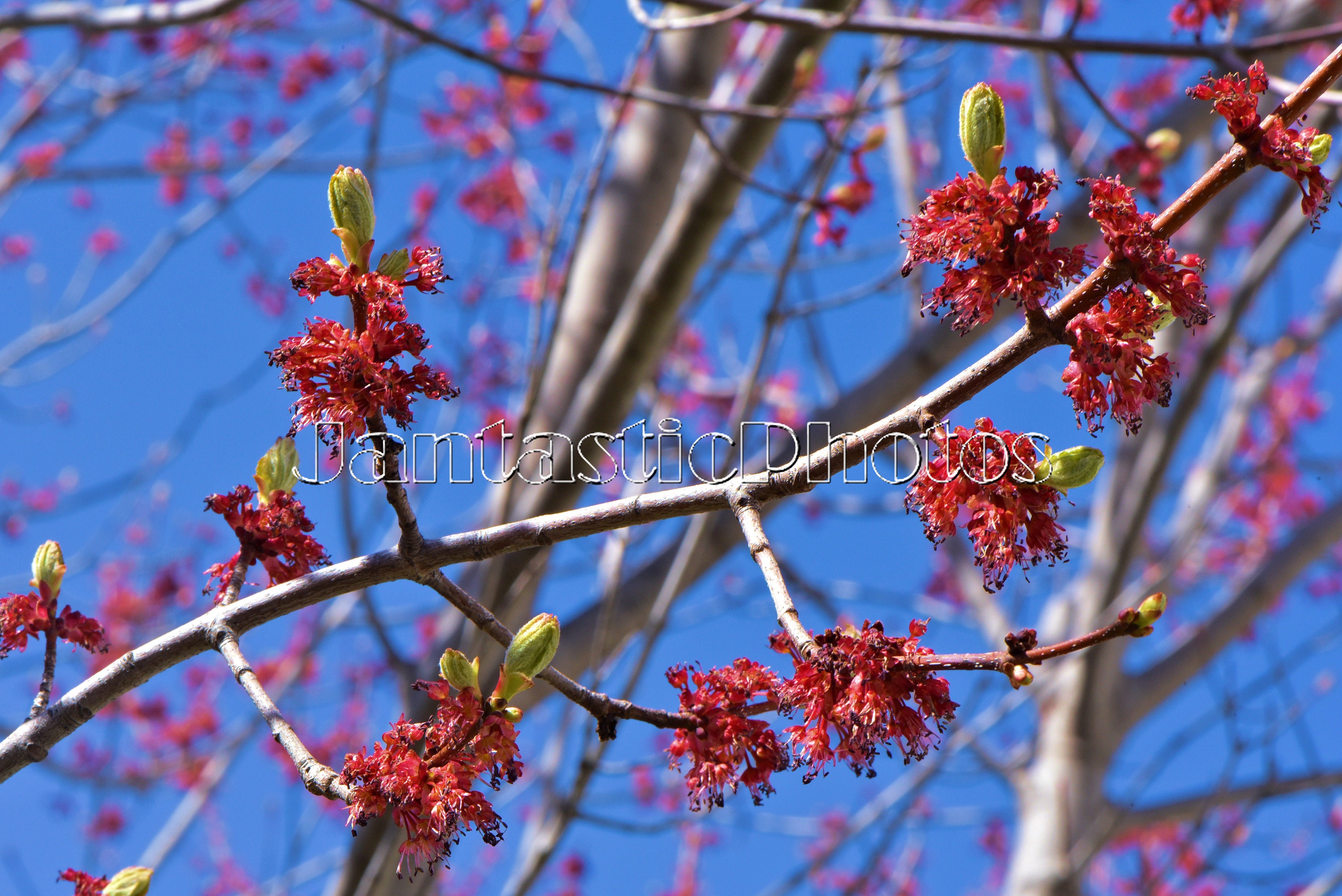 Red Maple Tree In Spring