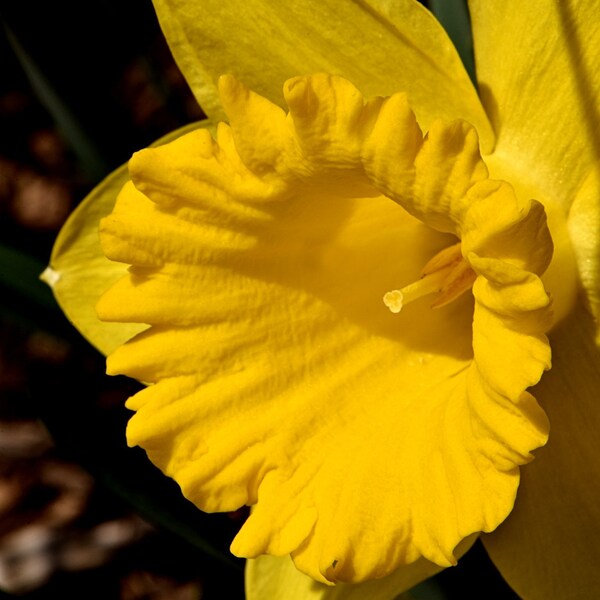 Daffodil Trumpet photograph spring yellow flower corona Instant download photo springtime garden blossom bloom macro photography art