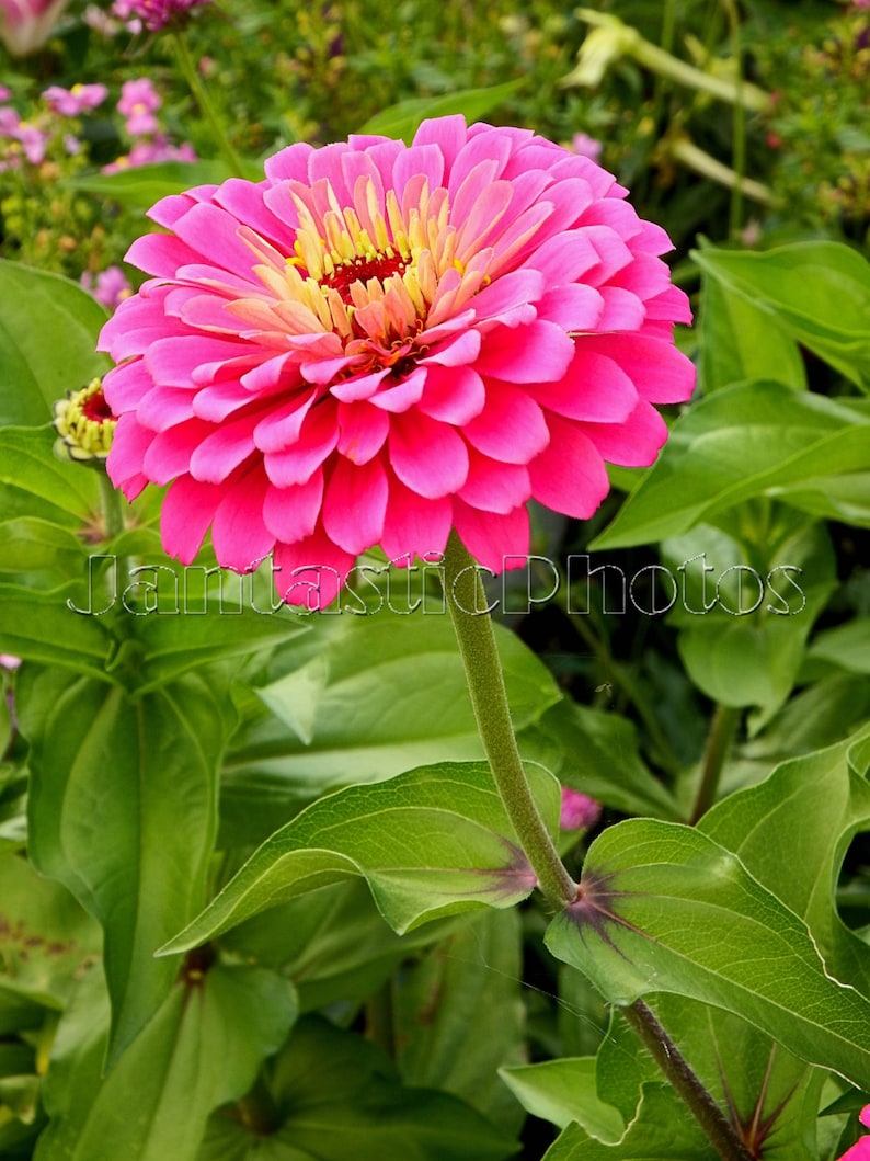 Indian Summer Afternoon At Olbrich >> Pink Zinnia Photograph Beautiful Bright Flowers Instant Etsy Indian Summer Afternoon At Olbrich >> Pink Zinnia Photograph Beautiful Bright Flowers Instant Etsy