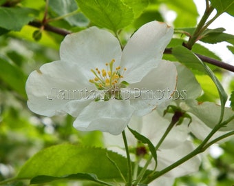 Apfelblütenfoto, weiße Blume, zarte Blütenblätter, Sofort-Download, Foto, Frühling, Natur, blühende Kunst, Makrofotografie, Frühling