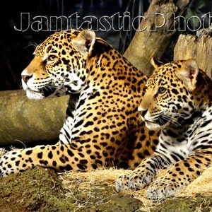Jaguar cub photograph of mother son Instant download photo feline spotted coat wildlife photography big cat art animal portrait nature image