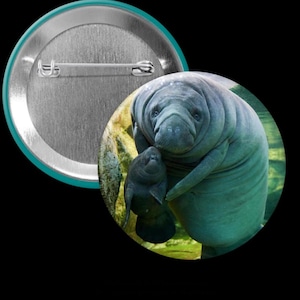 May include: A button featuring a close-up of a mother manatee and her calf swimming in green, murky water.