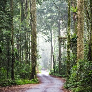 Puede incluir: Una carretera sinuosa a trav&eacute;s de un exuberante bosque verde. Altos &aacute;rboles bordean el camino, con sus troncos cubiertos de musgo. El dosel filtra la luz solar, creando una atm&oacute;sfera brumosa. Una escena natural serena.
