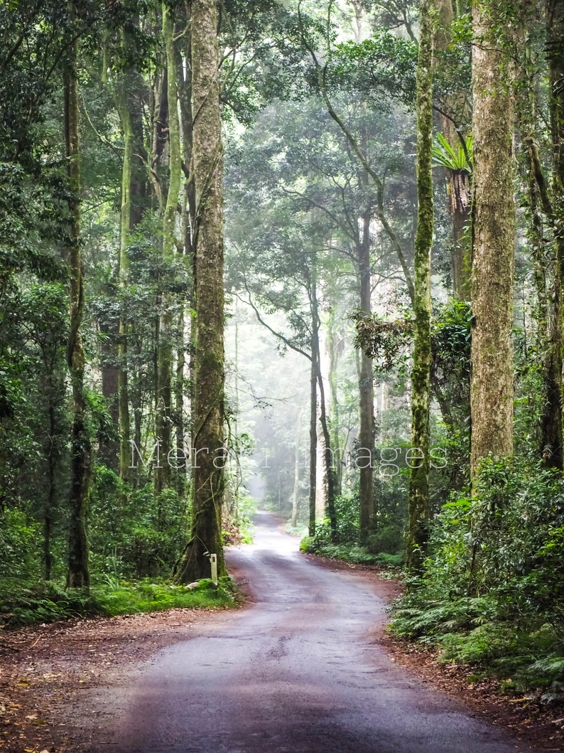 Puede incluir: Una carretera sinuosa a trav&eacute;s de un exuberante bosque verde. Altos &aacute;rboles bordean el camino, con sus troncos cubiertos de musgo. El dosel filtra la luz solar, creando una atm&oacute;sfera brumosa. Una escena natural serena.