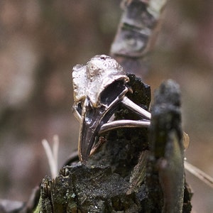 Small Raven Skull Ring, Skull Jewelry, Bronze or Sterling Silver, Occult / Witch Jewelry