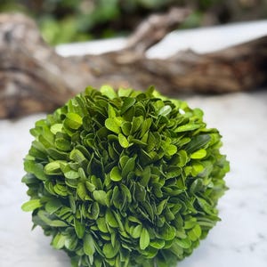 Sumptuous Boxwood Sphere