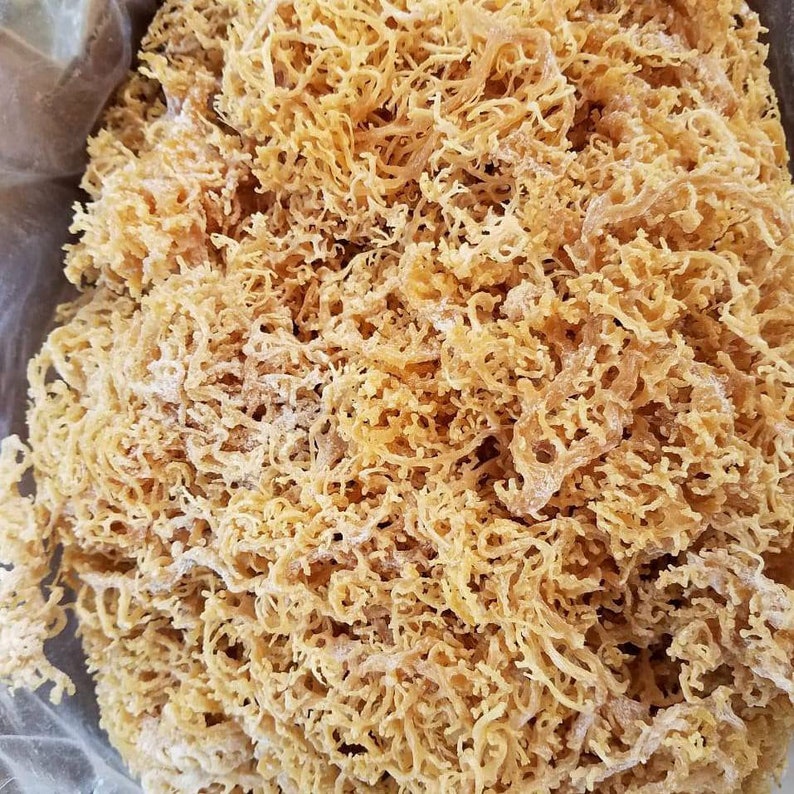 100 Dried Pure Organic Seamoss/ IRISH MOSS SEAWEED Wholesale. Made in Grenada Etsy