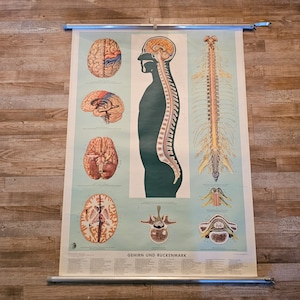Gehirn und Rückenmark Schul wandkarte rollkarte vintage medical School chart 1950s
