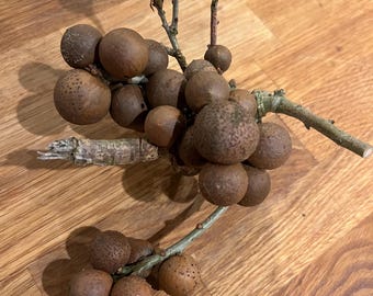 Bunches of Scottish Oak Galls