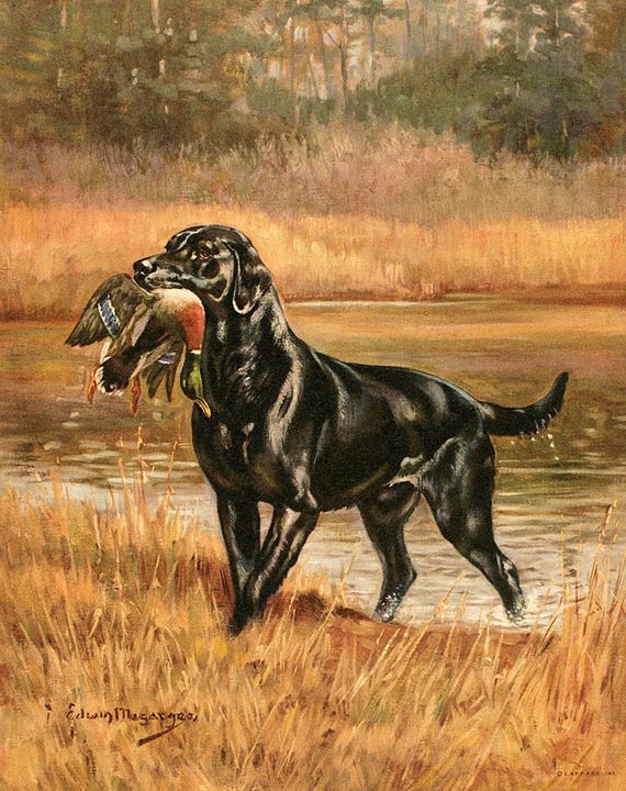 The Labrador Retreiver - 1930s Hunting Dog Painting - Edwin