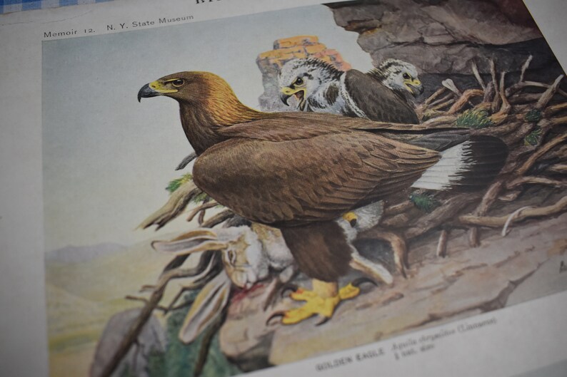 Antique Lithograph Birds Of New York Eagle Plate 49