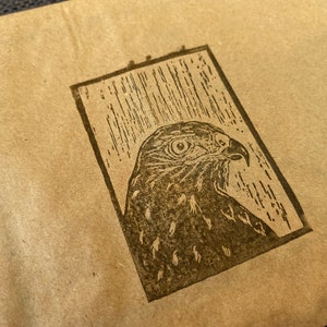 Ensemble de cartes postales Dinocut Birds - Faucon / Crécerelle / Épervier / Balbuzard pêcheur / Buse / Martin-pêcheur / Cerf-volant