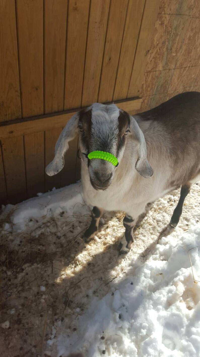 Goat Rope Halter Etsy