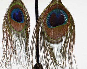 Earrings Rust Peacock Feather Earrings