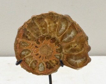 Ammonite Spiral Fossil Shell Madagascar