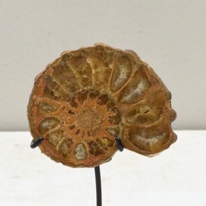May include: A fossilized ammonite shell, showcasing intricate spiral patterns in shades of brown and tan. The ancient marine invertebrate is mounted on a black metal stand with a square base, perfect for display.