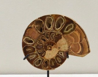 Ammonite Spiral Fossil Shell Madagascar