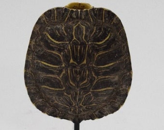 Turtle Slider Turtle Shell Collectors United States