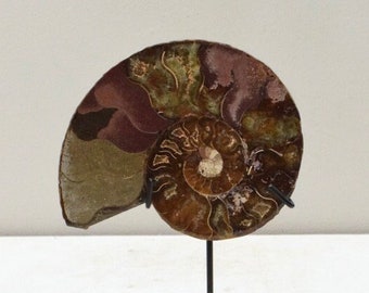 Ammonite Spiral Fossil Shell Madagascar