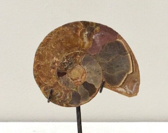 Ammonite Spiral Fossil Shell Madagascar