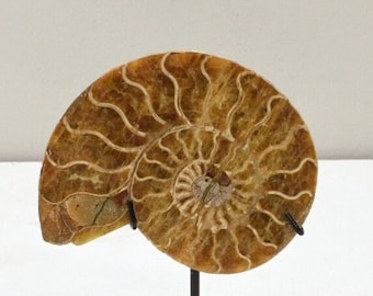 Ammonite Spiral Fossil Shell Madagascar