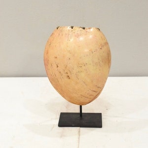 Puede incluir: Una concha de color marrón claro, de forma ovalada, sobre un soporte negro. La concha tiene una textura rugosa y parece estar hecha de material natural.