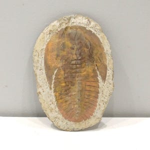Faux Trilobite Mold Ceramic Cast