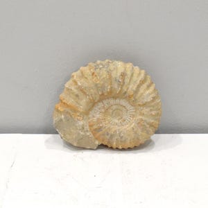 Faux Fossil Mold Ceramic Cast
