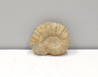 Faux Fossil Mold Ceramic Cast
