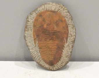Faux Trilobite Mold Ceramic Cast