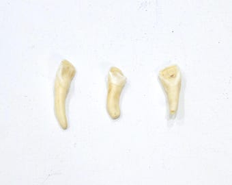 African Cows Teeth Jewelry Making Beads