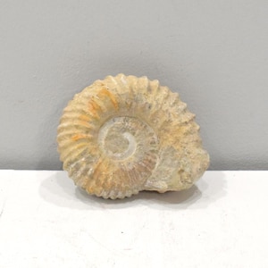 Faux Fossil Mold Ceramic Cast