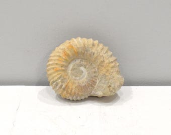 Faux Fossil Mold Ceramic Cast