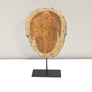 Faux Trilobite Mold Ceramic Cast