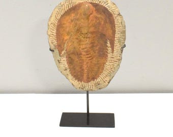 Faux Trilobite Mold Ceramic Cast