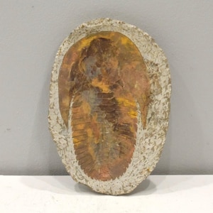 Faux Trilobite Mold Ceramic Cast