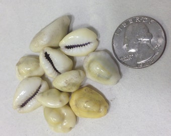 Cowrie Shell Craft Supplies Natural Shells Sea Shells Jewelry