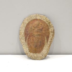 Faux Trilobite Mold Ceramic Cast